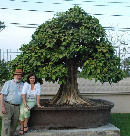 big bonsai